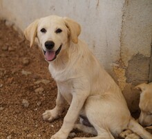 PRINCE, Hund, Mischlingshund in Italien - Bild 3