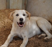 PRINCE, Hund, Mischlingshund in Italien - Bild 4