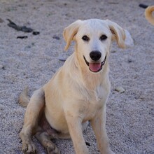 PRINCE, Hund, Mischlingshund in Italien - Bild 6