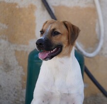 TACO, Hund, Mischlingshund in Weilburg - Bild 3