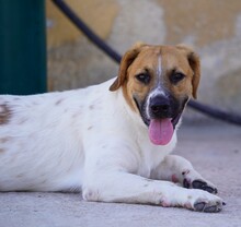 TACO, Hund, Mischlingshund in Weilburg - Bild 5