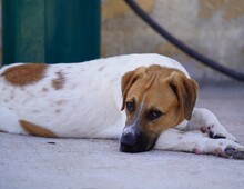 TACO, Hund, Mischlingshund in Weilburg - Bild 6