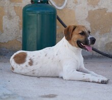 TACO, Hund, Mischlingshund in Weilburg - Bild 7