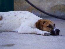 TACO, Hund, Mischlingshund in Weilburg - Bild 8