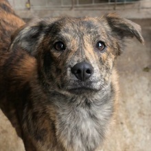 BETTY, Hund, Mischlingshund in Rumänien - Bild 2