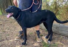 MONI, Hund, Mischlingshund in Slowakische Republik - Bild 10