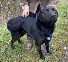 MONI, Hund, Mischlingshund in Slowakische Republik - Bild 2