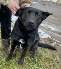 MONI, Hund, Mischlingshund in Slowakische Republik - Bild 3