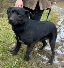 MONI, Hund, Mischlingshund in Slowakische Republik - Bild 6