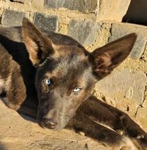 ZAFI, Hund, Mischlingshund in Slowakische Republik - Bild 1