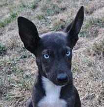 ZAFI, Hund, Mischlingshund in Slowakische Republik - Bild 5