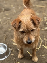 KOTTA, Hund, Mischlingshund in Oldenburg - Bild 10