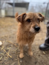 KOTTA, Hund, Mischlingshund in Oldenburg - Bild 14