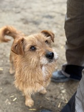 KOTTA, Hund, Mischlingshund in Oldenburg - Bild 15