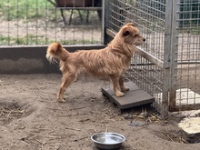 KOTTA, Hund, Mischlingshund in Oldenburg - Bild 16