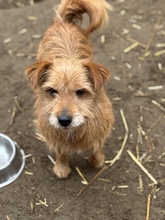 KOTTA, Hund, Mischlingshund in Oldenburg - Bild 9