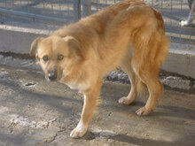 TRIA, Hund, Mischlingshund in Bulgarien - Bild 10