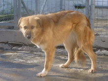 TRIA, Hund, Mischlingshund in Bulgarien - Bild 11