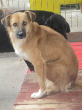 TRIA, Hund, Mischlingshund in Bulgarien - Bild 12