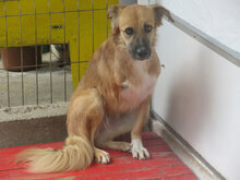 TRIA, Hund, Mischlingshund in Bulgarien - Bild 13