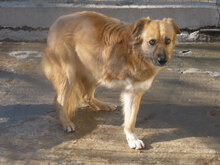 TRIA, Hund, Mischlingshund in Bulgarien - Bild 14