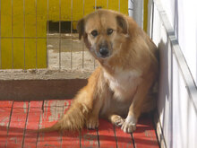 TRIA, Hund, Mischlingshund in Bulgarien - Bild 9