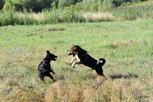 PEPE, Hund, Mischlingshund in Bulgarien - Bild 14