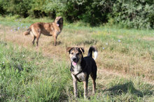 PEPE, Hund, Mischlingshund in Bulgarien - Bild 15