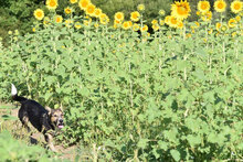 PEPE, Hund, Mischlingshund in Bulgarien - Bild 16