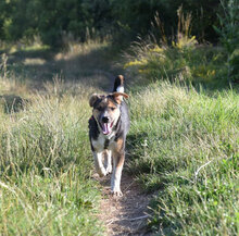 PEPE, Hund, Mischlingshund in Bulgarien - Bild 17