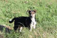 PEPE, Hund, Mischlingshund in Bulgarien - Bild 18