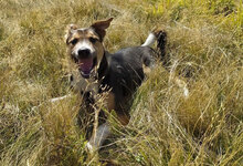 PEPE, Hund, Mischlingshund in Bulgarien - Bild 2