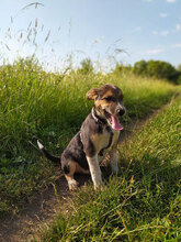 PEPE, Hund, Mischlingshund in Bulgarien - Bild 20