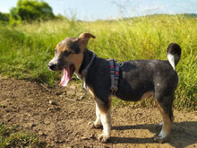 PEPE, Hund, Mischlingshund in Bulgarien - Bild 24