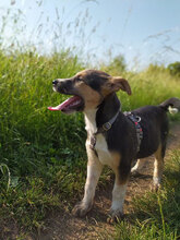 PEPE, Hund, Mischlingshund in Bulgarien - Bild 27