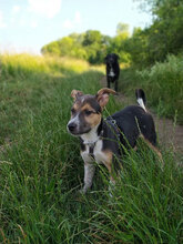 PEPE, Hund, Mischlingshund in Bulgarien - Bild 29