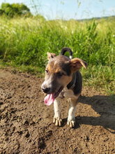 PEPE, Hund, Mischlingshund in Bulgarien - Bild 30