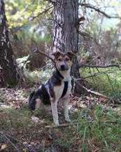 PEPE, Hund, Mischlingshund in Bulgarien - Bild 4