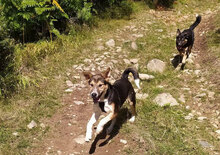 PEPE, Hund, Mischlingshund in Bulgarien - Bild 5