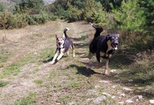 PEPE, Hund, Mischlingshund in Bulgarien - Bild 6