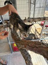 TRIO, Katze, Europäisch Kurzhaar in Forst - Bild 28