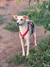 BIRNA, Hund, Mischlingshund in Spanien - Bild 4