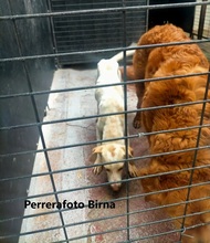 BIRNA, Hund, Mischlingshund in Spanien - Bild 7