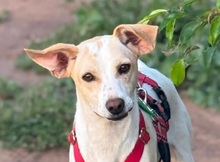 BIRNA, Hund, Mischlingshund in Tübingen