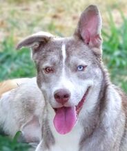 BEN, Hund, Siberian Husky-Mix in Rumänien - Bild 1