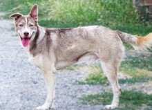 BEN, Hund, Siberian Husky-Mix in Rumänien - Bild 2