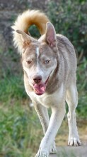 BEN, Hund, Siberian Husky-Mix in Rumänien - Bild 3