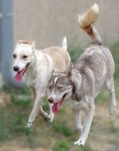 BEN, Hund, Siberian Husky-Mix in Rumänien - Bild 8