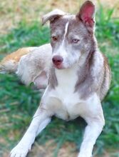 BEN, Hund, Siberian Husky-Mix in Rumänien - Bild 9