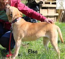 ELSA, Hund, Mischlingshund in Bosnien und Herzegowina - Bild 3